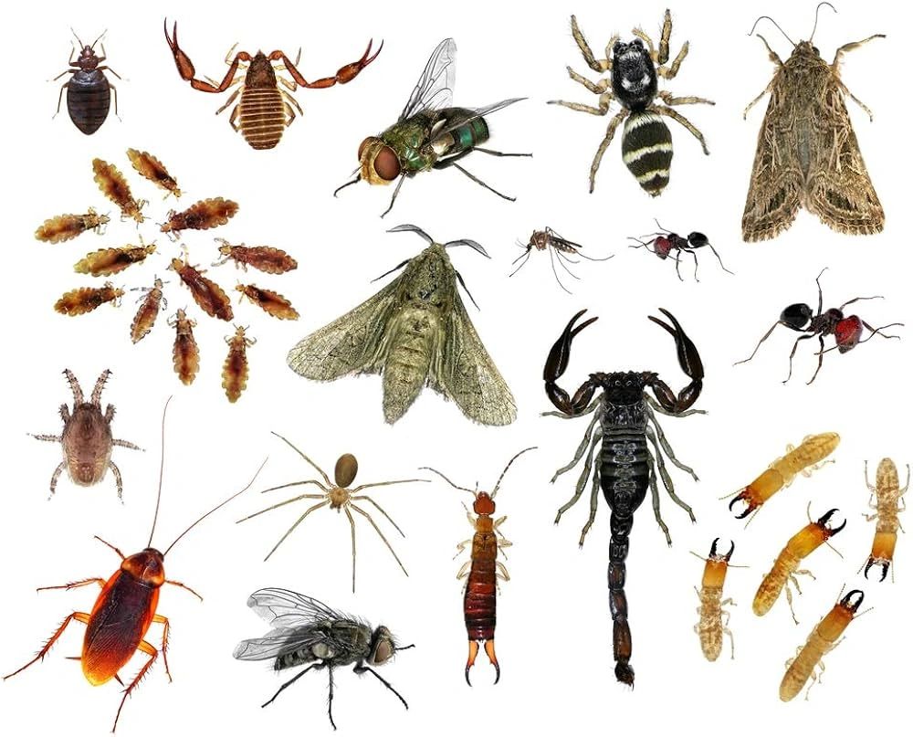 Top 10 Common Household Pests and How to Prevent Them ezine articles