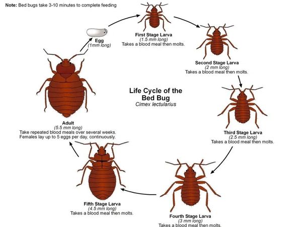 Bed Bug Inspections, Bed Bug Treatments, Bed Bug Heat Treatment, Bed Bug Extermination