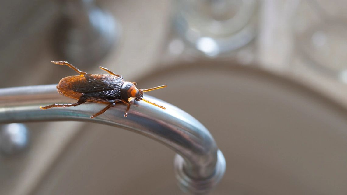 pest control vancouver control pests home pests
