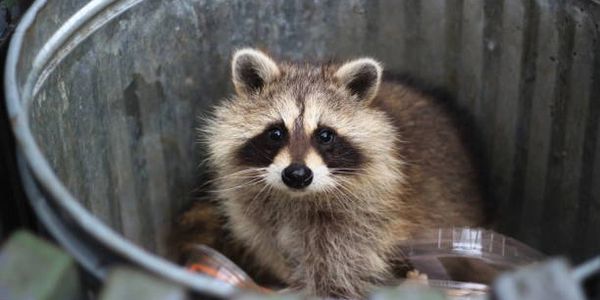 pest control Vancouver, Raccoon control treatment in Vancouver, pest control exterminator Vancouver