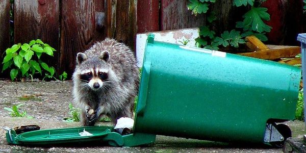 pest control Vancouver, Raccoon control treatment in Vancouver, pest control exterminator Vancouver