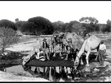 Black and white photo of men with camels drinking at a waterhole.
