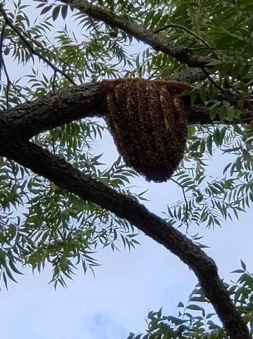 Honeybee swarm in tree.
