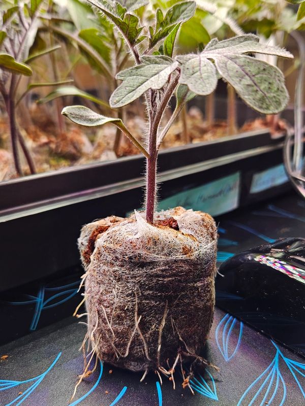 Tomato plant in coco coir
