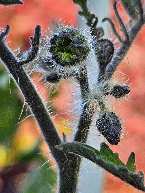 Tomato blossom