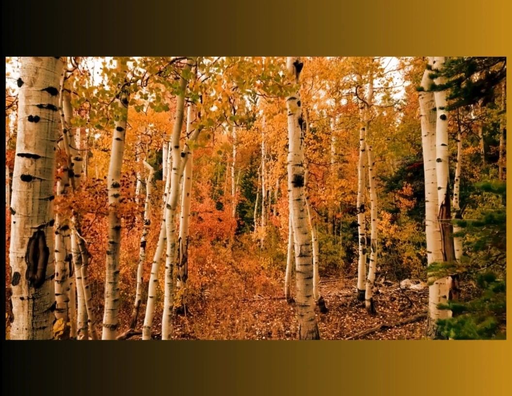 https://img1.wsimg.com/isteam/ip/35a91c20-00c5-4492-809c-9f2829f95420/thumbnails/thumbnail-1109dd60-2f26-4379-8352-cfeeee83a999.png