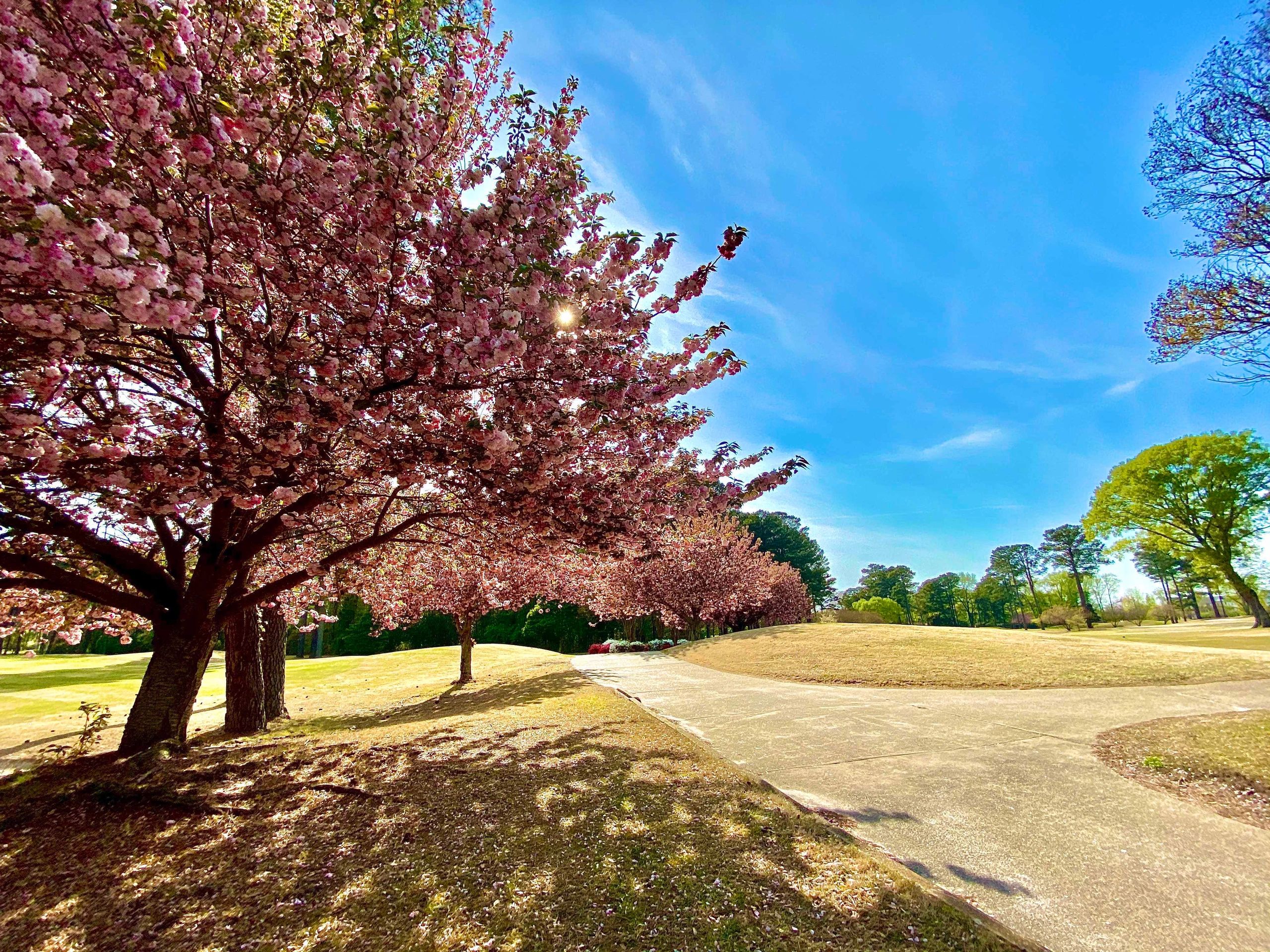 Floral trees next to golf course