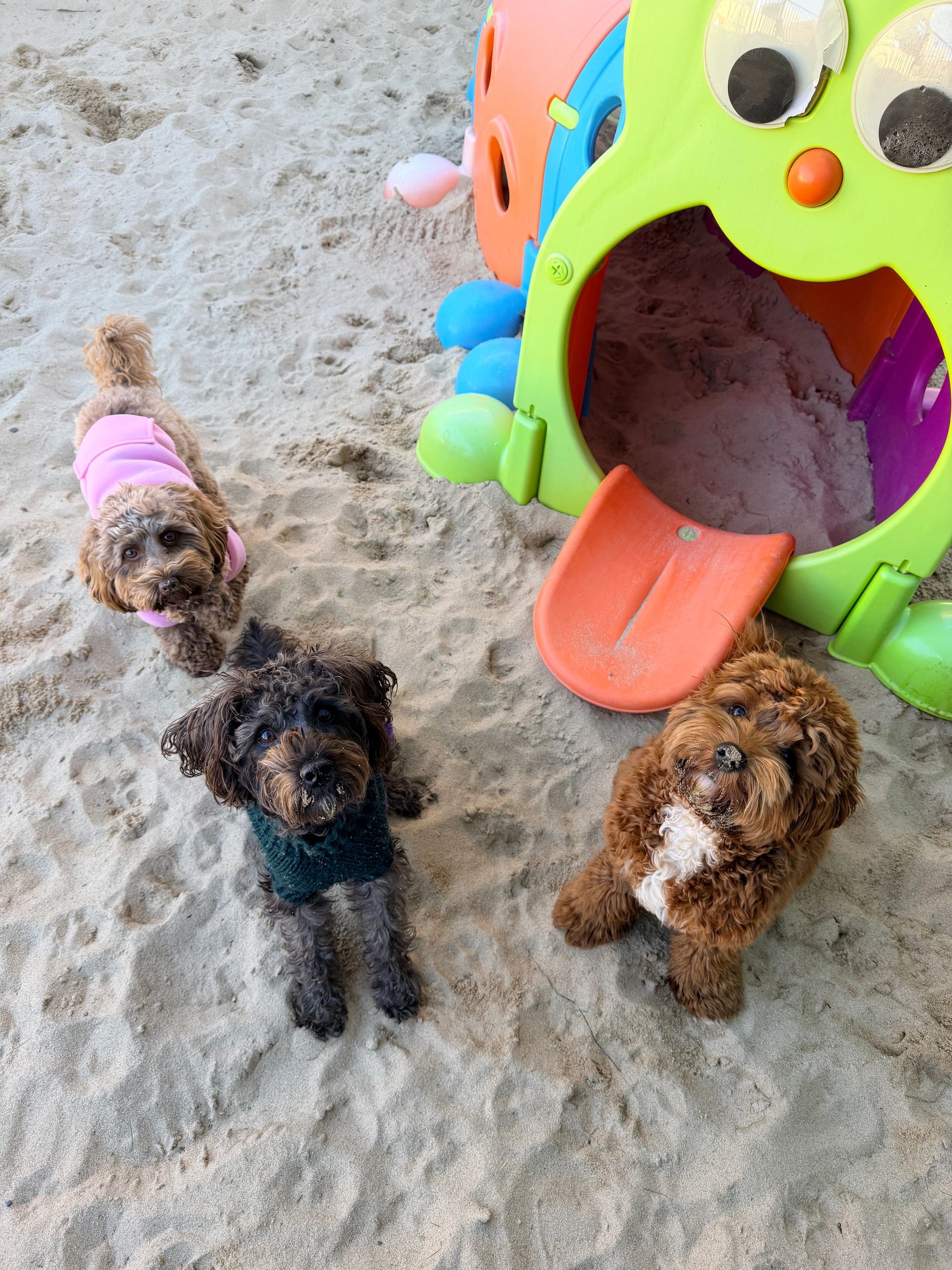 CuddleCubs Pet Care