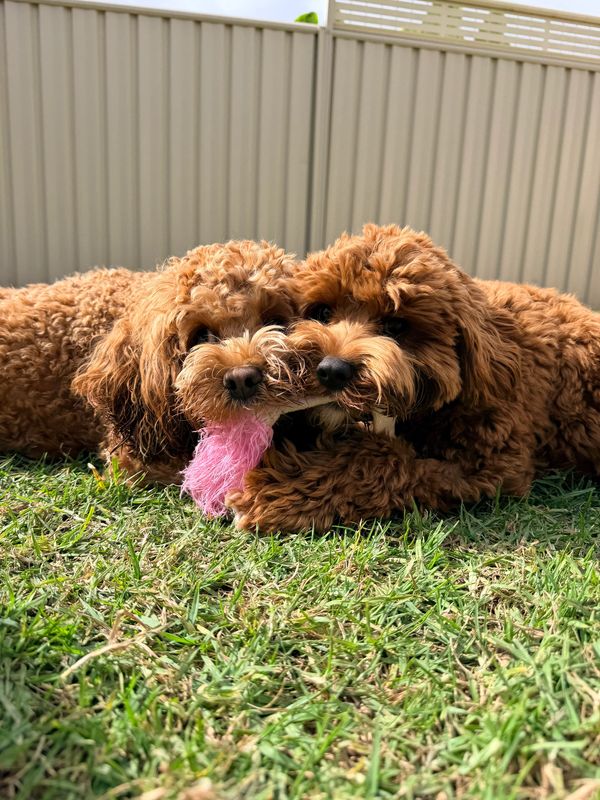 Two brown dogs playfully tugging a pink toy on grass.