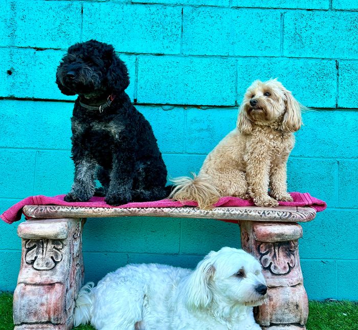 Three small dogs posing near a turquoise brick wall, two on a bench and one on the grass.