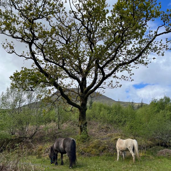 Two horses grazing under a large tree in a lush green landscape.