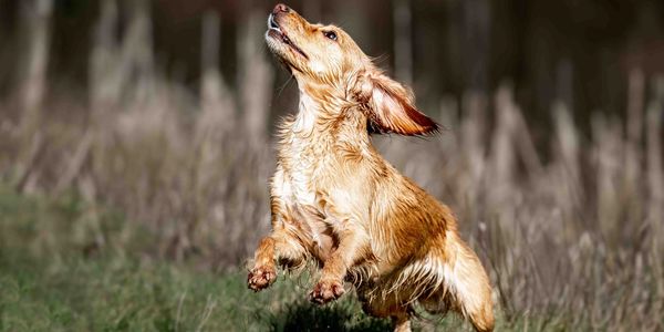 Spaniel Jumping