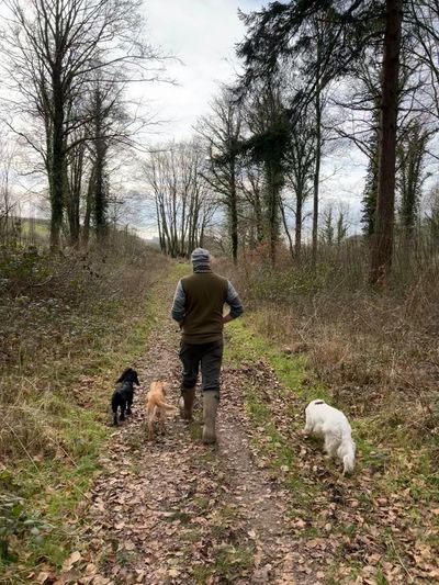 Vet With Dogs