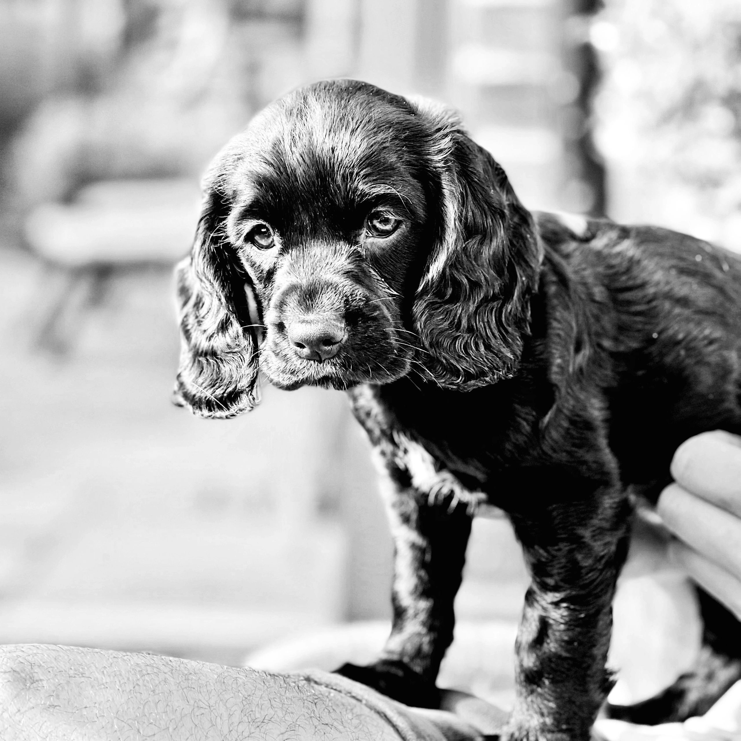 Can Your Puppy Go Outside After First Injections