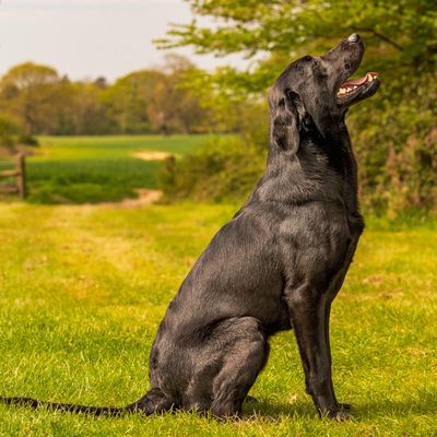 Labrador Dog