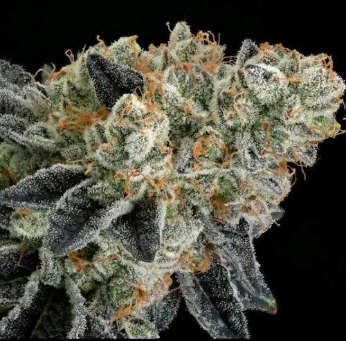 End Game R2 End Game R2 Fem Novelty Seeds- Ethos