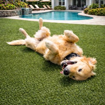 Golden retriever lying on grass near pool.