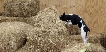 Rat Terrier hunting for rat in the hay.
