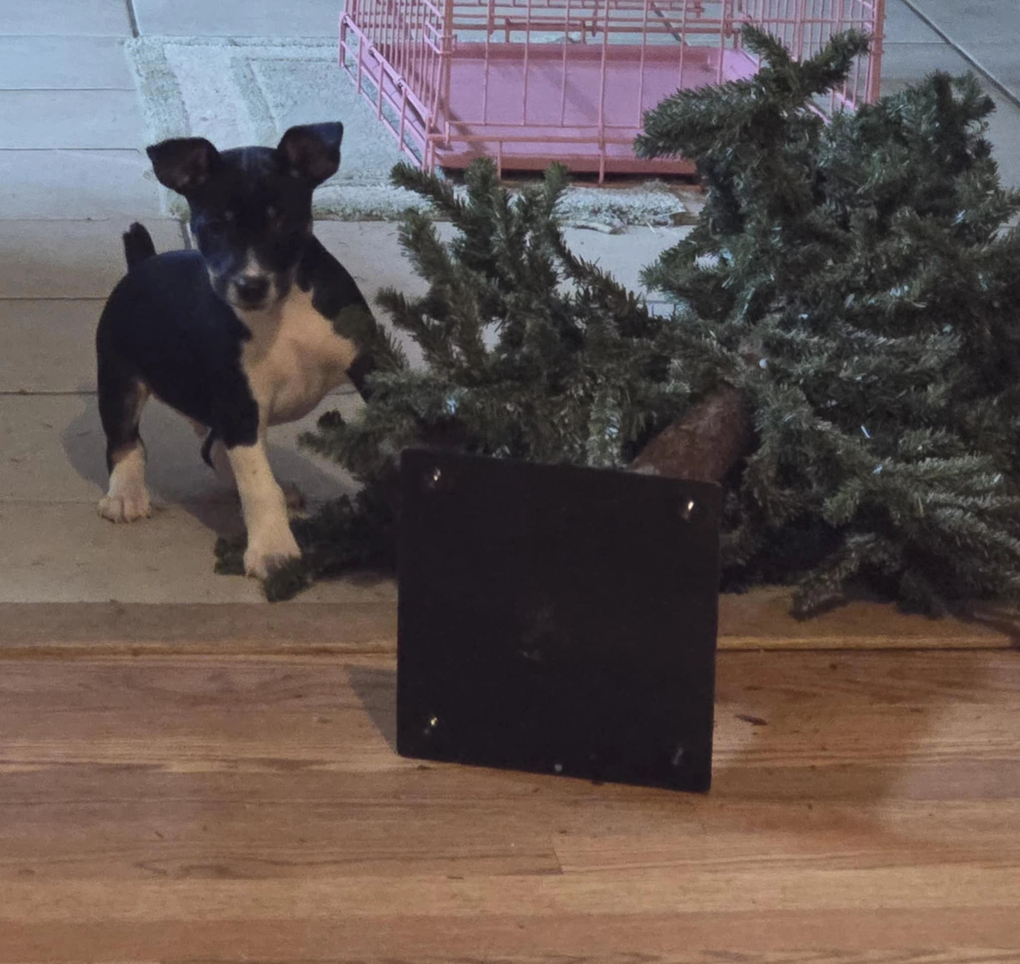 Rat Terrier puppy by Christmas tree.