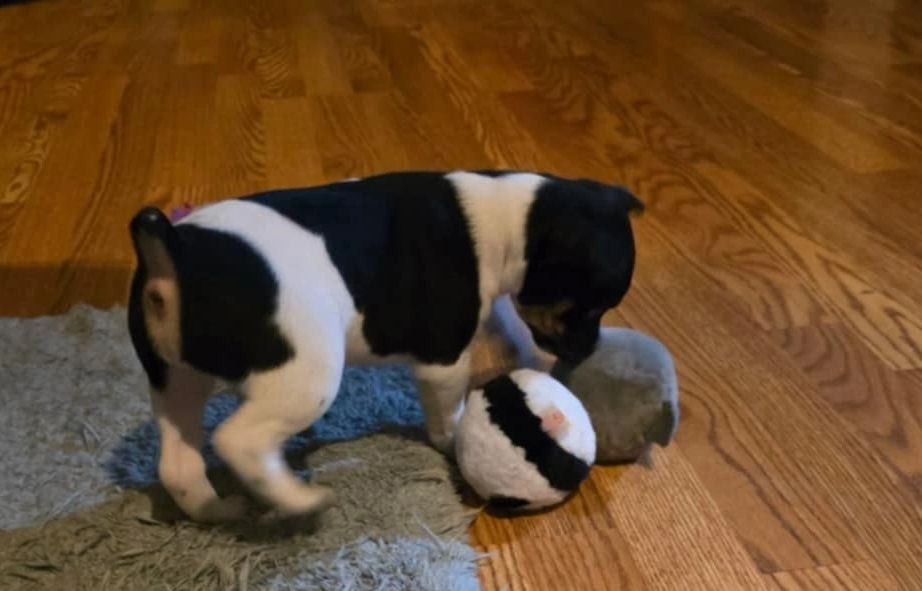 Rat terrier puppy playing in the house.