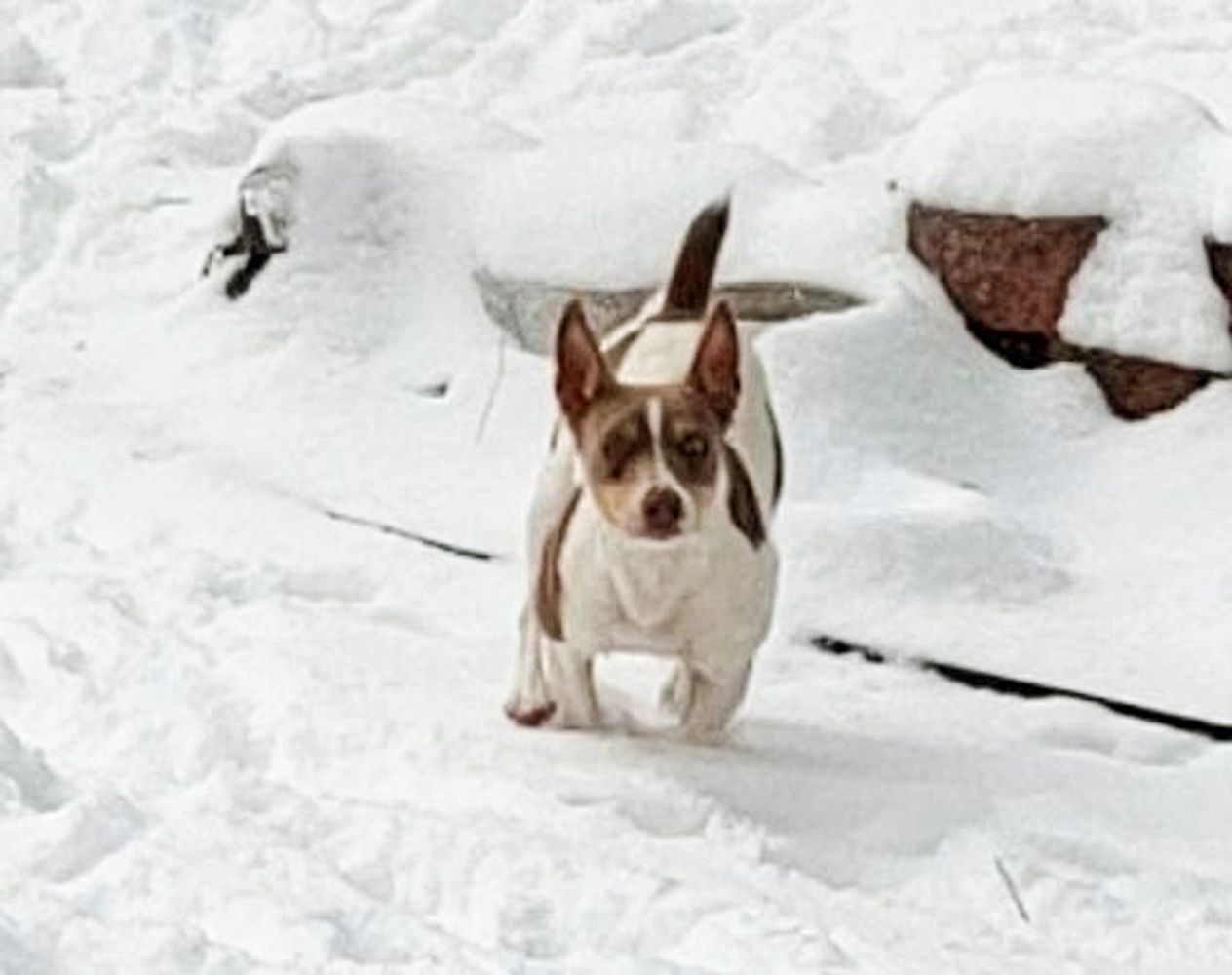 Rat Terrier running in the snow.