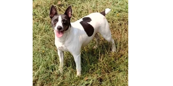 Rat Terrier dog in field of grass.