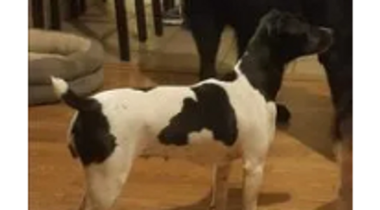 Rat Terrier dog standing on wood floor.