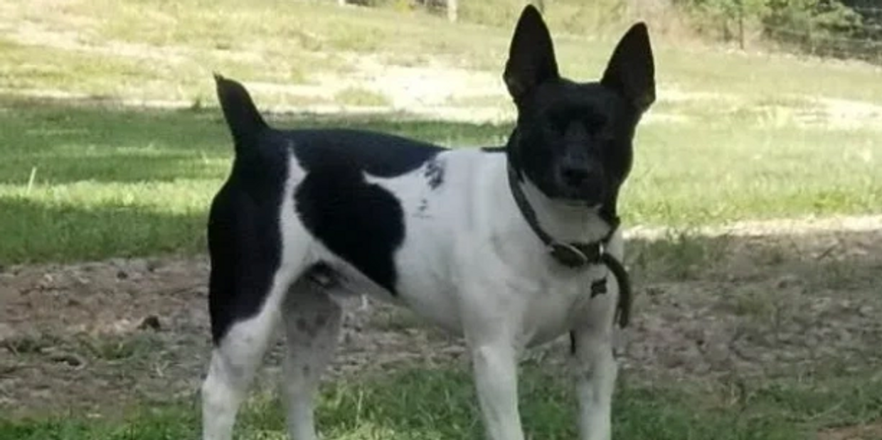 Rat Terrier Dog standing in grass.