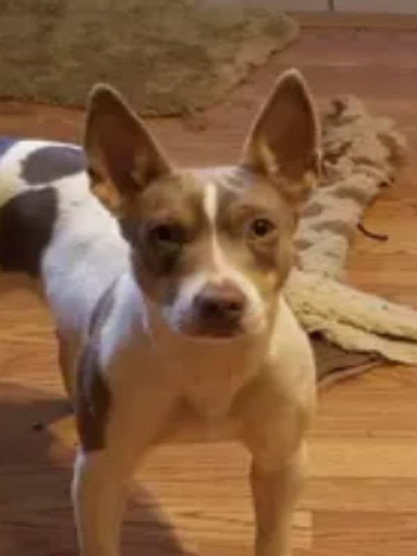 Rat Terrier dog, female, looking regal.