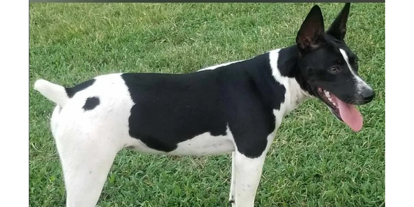 Rat Terrier dog standing on grass.