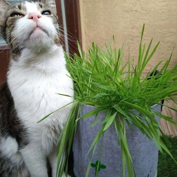 Cat sniffing or looking at a potted grassy plant.
