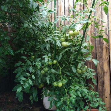 Green tomatoes growing on a plant in a pot.