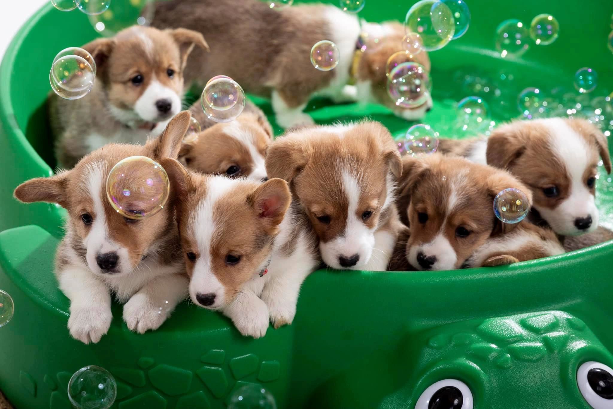 Corgi Puppies: Is a Corgi Puppy a Good Family Dog? – Wild One