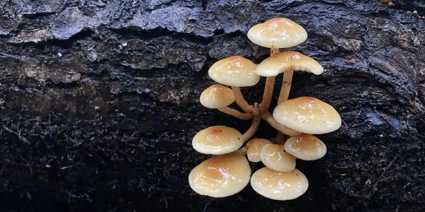 Cluster of shiny yellow mushrooms on dark wood.