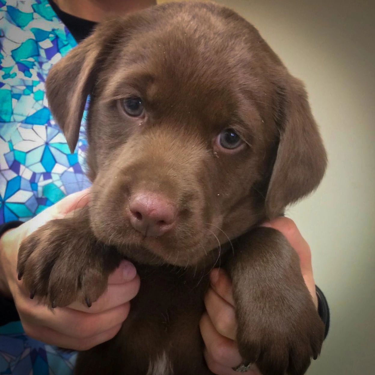 A brown puppy