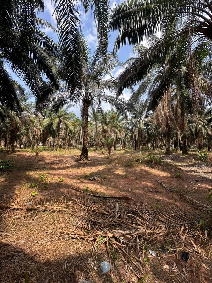 Palm tree plantation with dry fallen leaves on the ground.