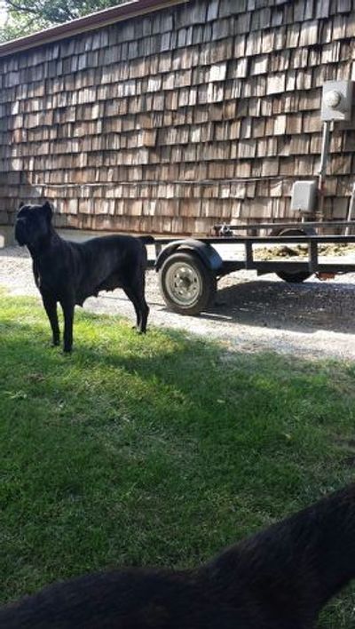 About Us Griffin Cane Corso