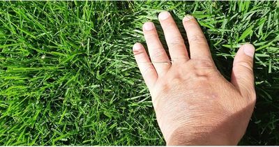 My New Sod Turf Boss Landscaping And Property Maintenance