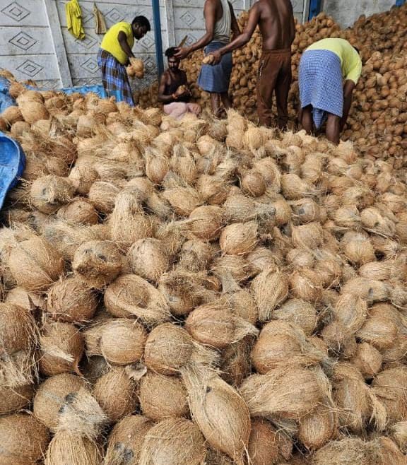 COCONUTS.jpeg