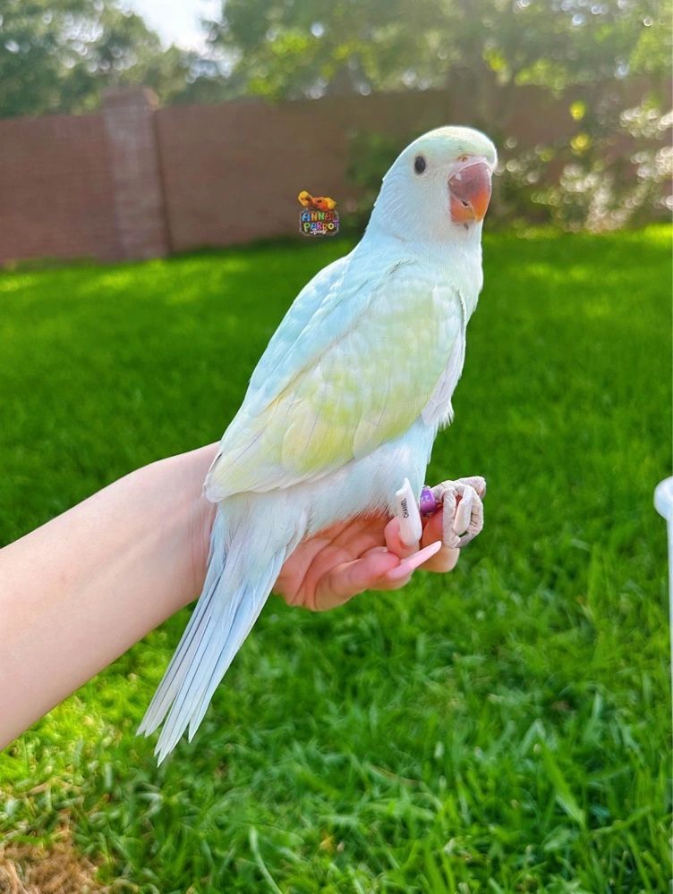 Emerald Dilute Cleartail Ringneck