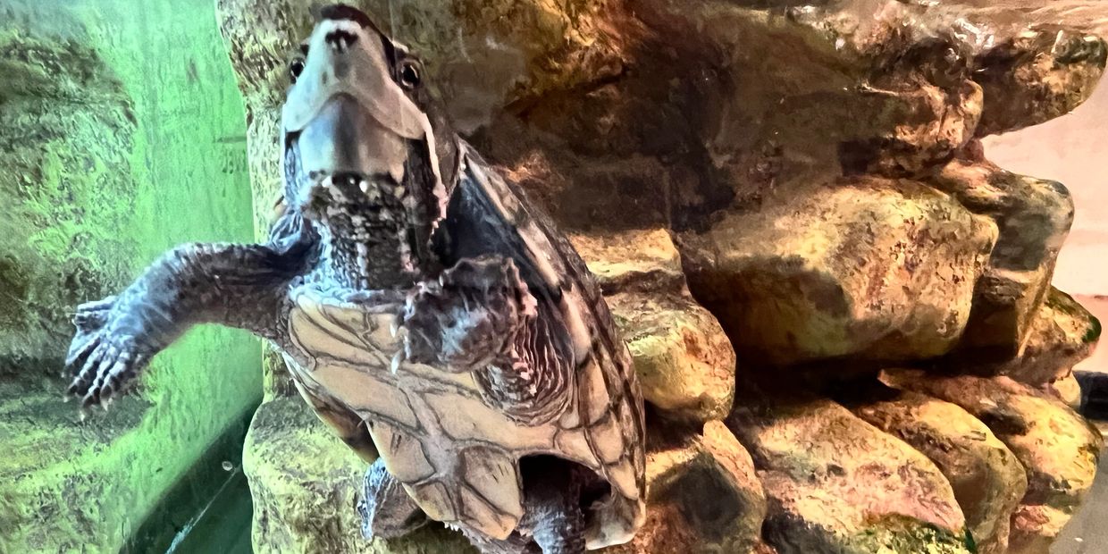 Baby turtle swimming in tank at the Nature Center at the Hanna Park Campground.