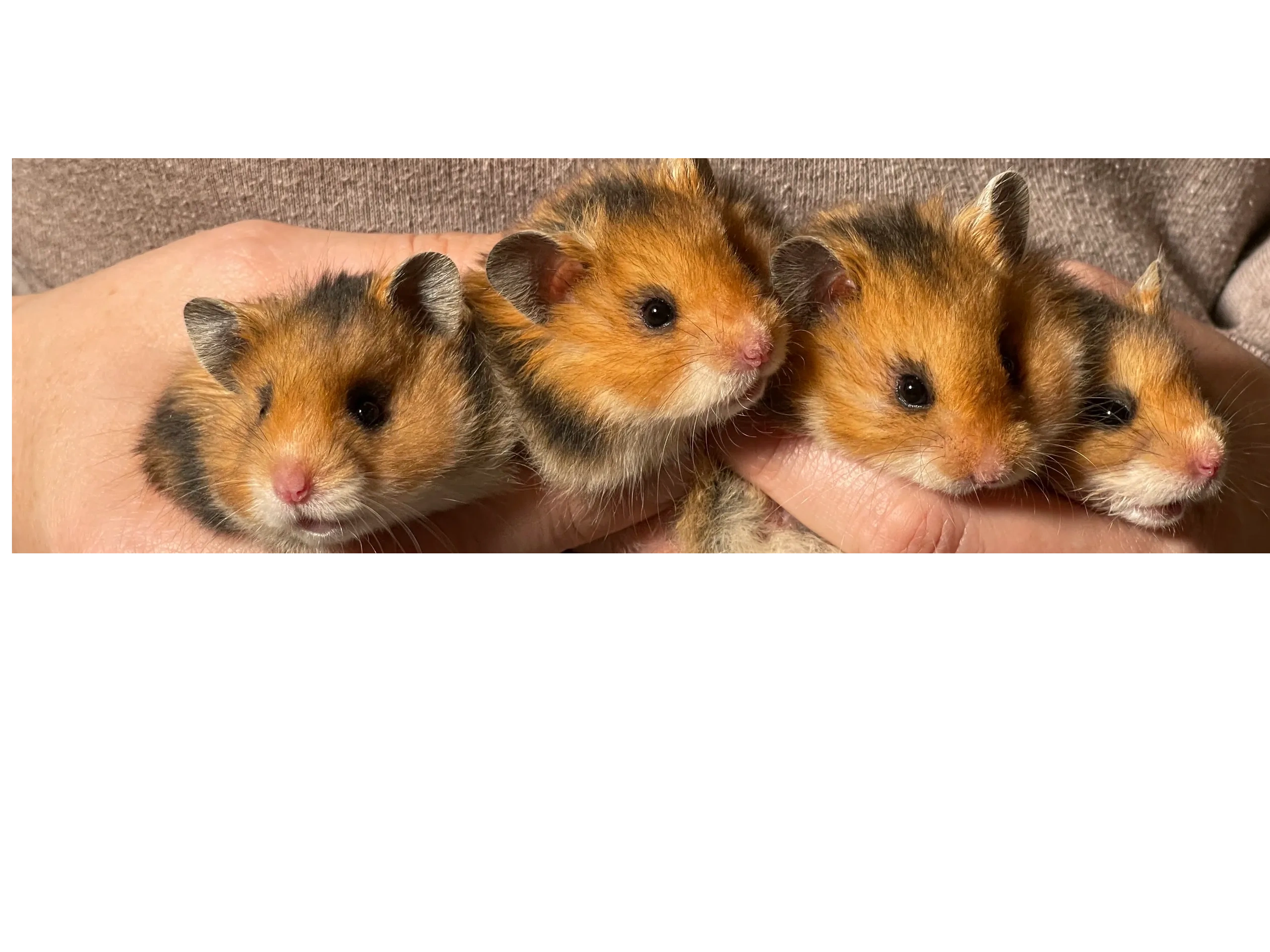 California Hamster Association