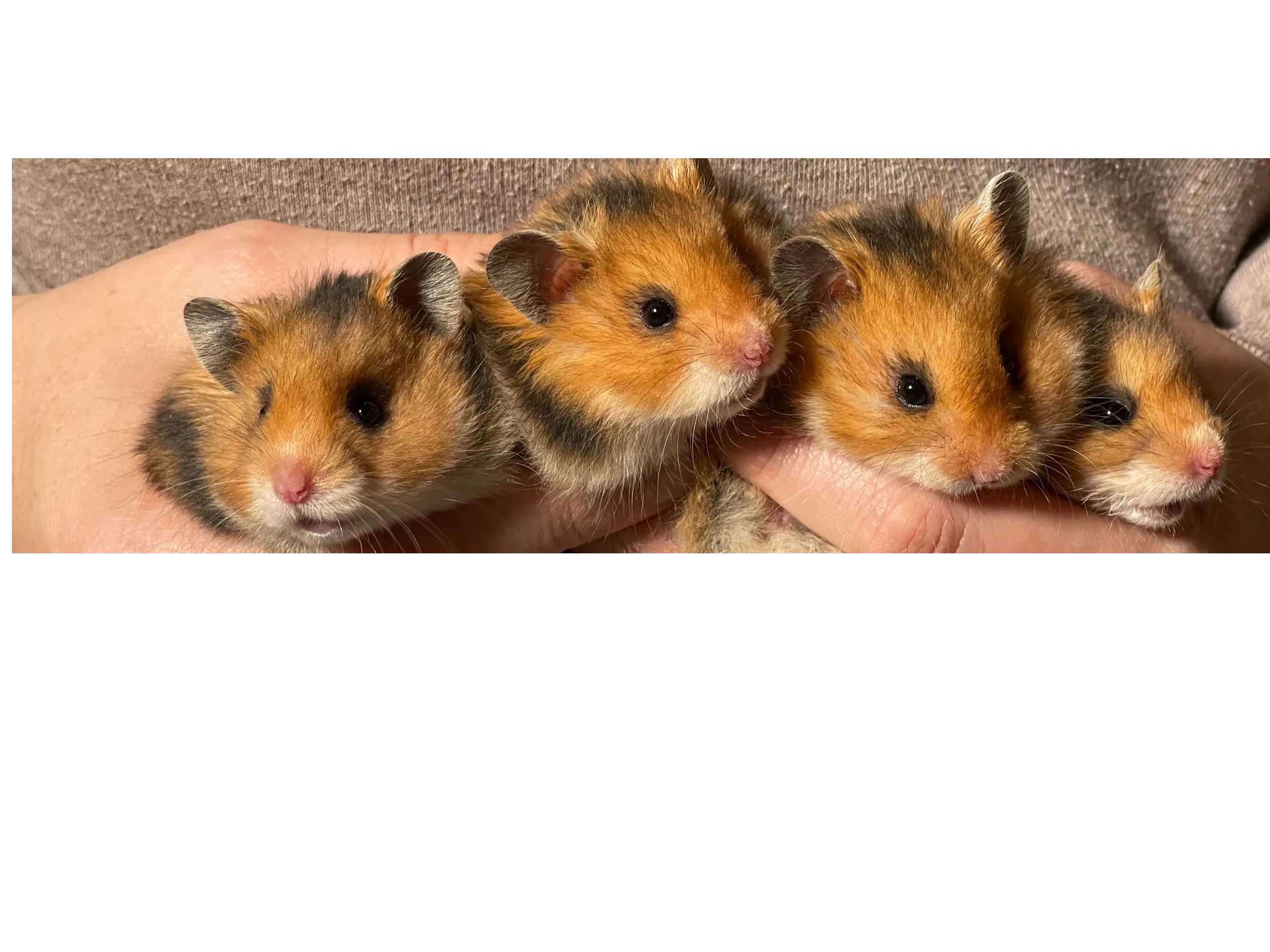 Mount Pleasant Veterinary Centre - East - Golden/Syrian Hamster Size:  13-18cm Lifespan 2-3 years (up to 5 in rare cases) Other variants:  Longhaired (Teddy) The largest breed of pet hamster, they used