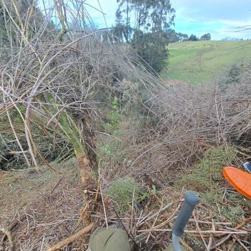 Clearing brush and branches in a rural landscape.