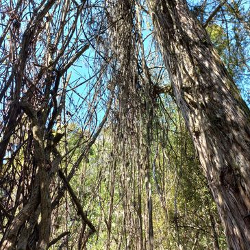 Tall trees with hanging vines in a forest under blue sky.