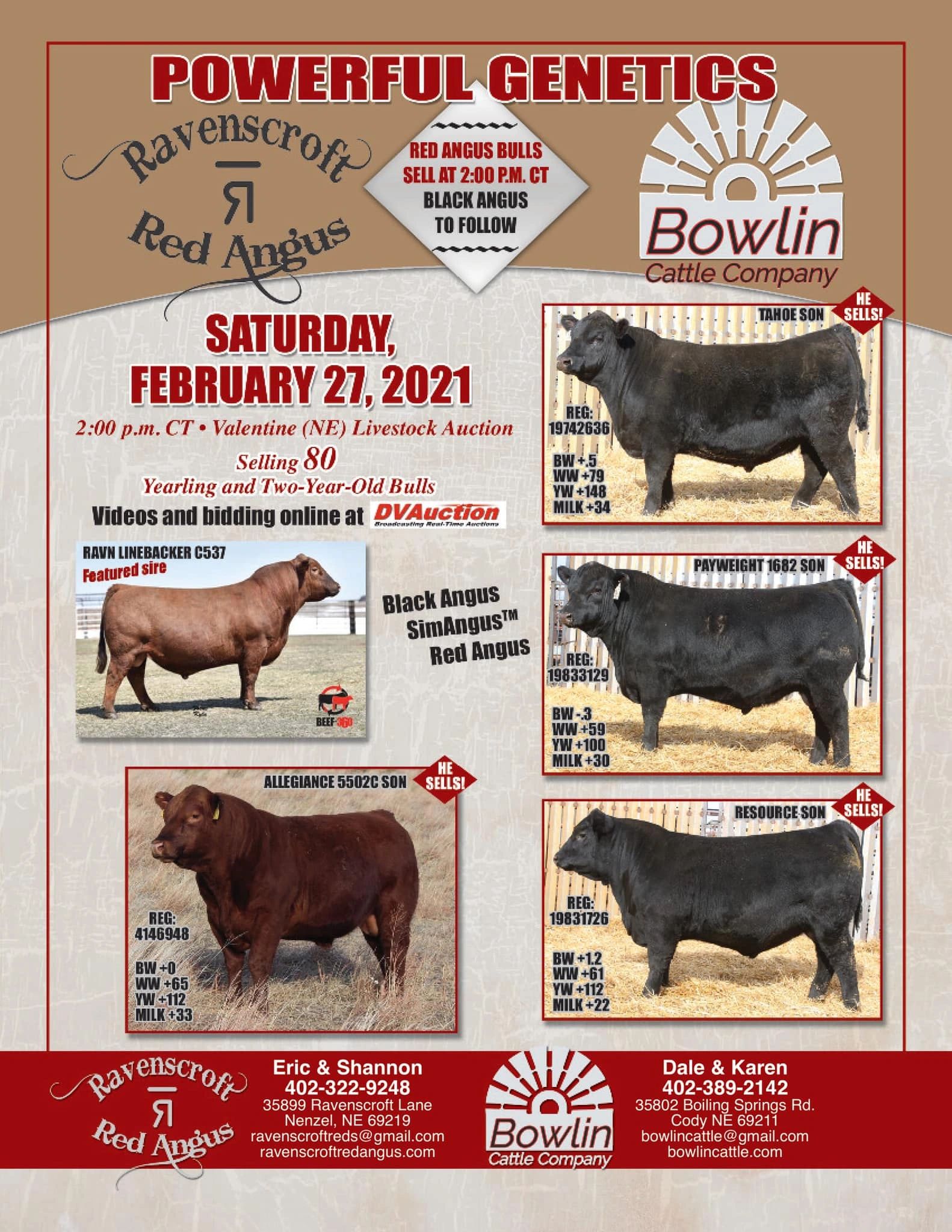 up coming sale ravenscroft red angus