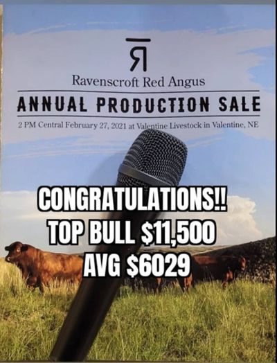 up coming sale ravenscroft red angus
