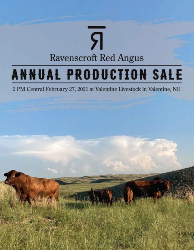 up coming sale ravenscroft red angus