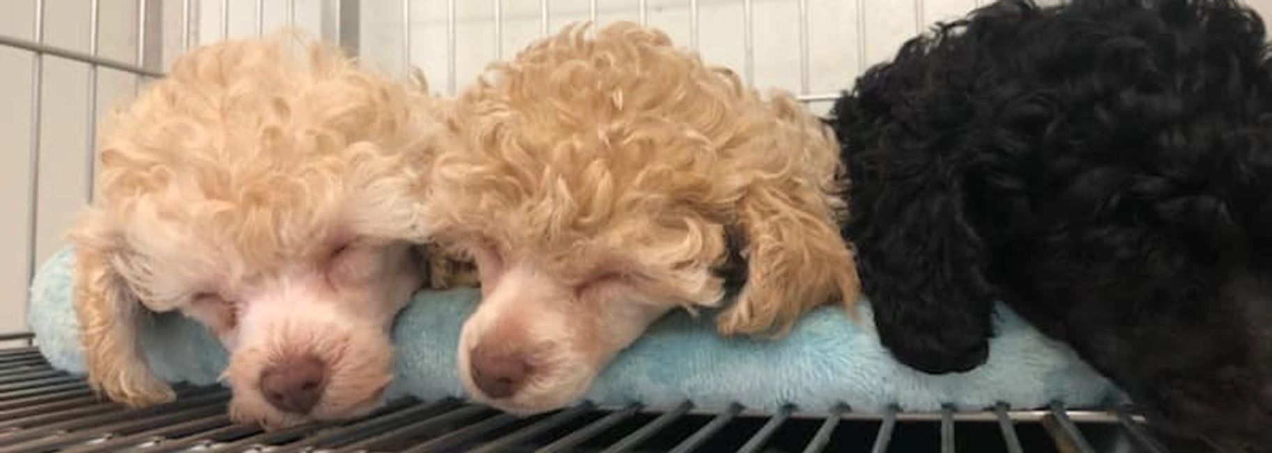 About Us Pitter Pat Pups