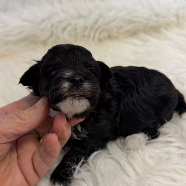 Tiny black puppy with white markings being gently held on a fluffy white surface.